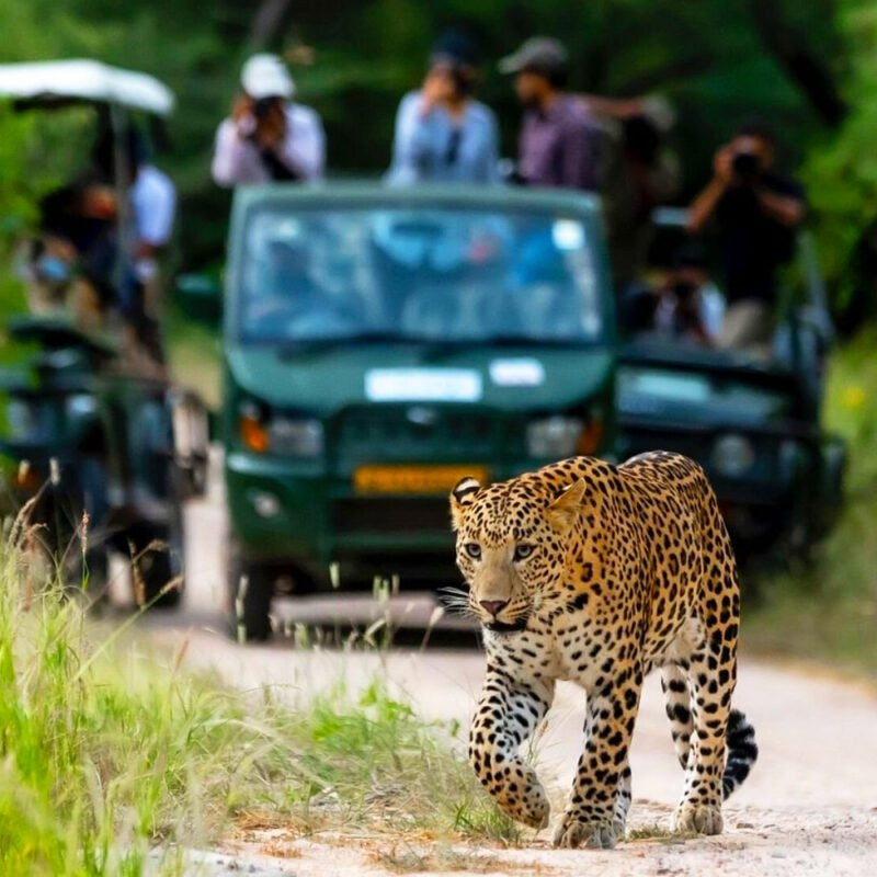 Udaipur Jawai Safari 2 Nights 3 Days