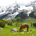 Kashmir 5 Nights 6 Days
