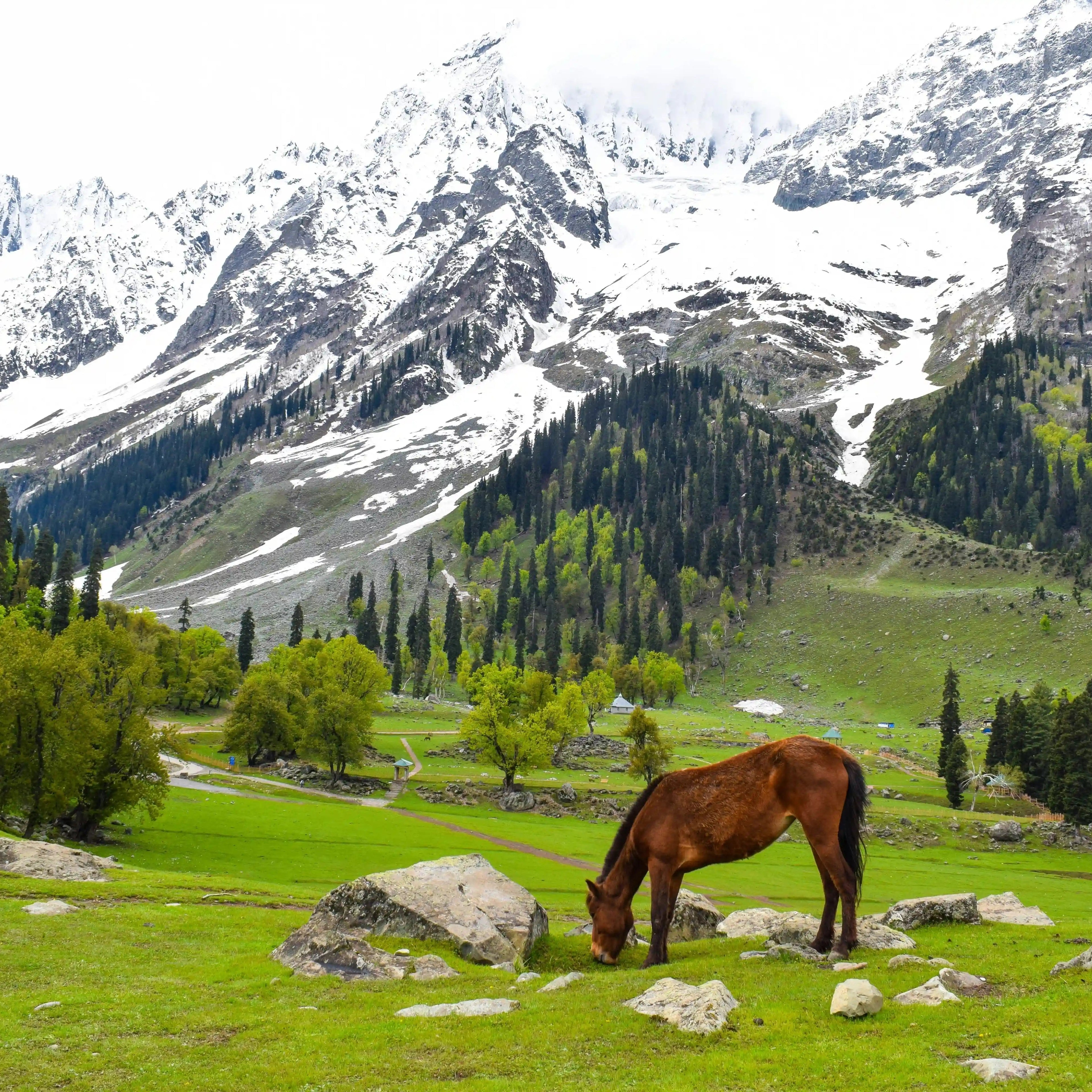 Kashmir 5 Nights 6 Days